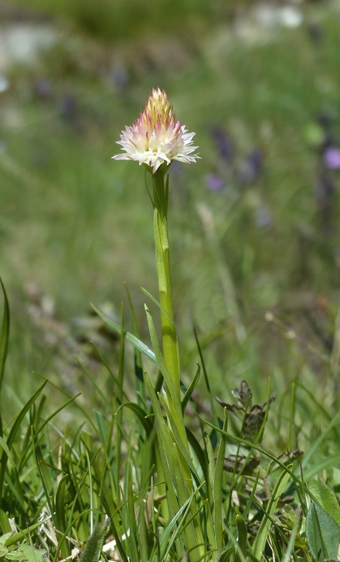 Nigritella cenisia e Nigritella rhellicani  Savoia francese   luglio 2023.